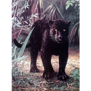 Black Jaguar by Charles Frace